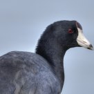 Portrait of an American Coot
